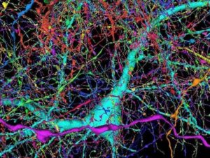 گوگل نے انسانی دماغی گوشے کا ریکارڈ تفصیلی نقشہ تیارکرلیا