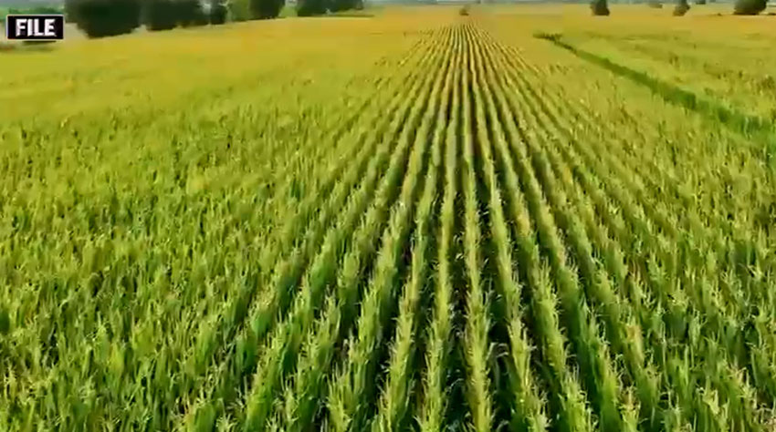 زرعی اور لائیو اسٹاک کا شعبہ جدید ٹیکنالوجی اور پائیدار خوشحالی کی جانب گامزن